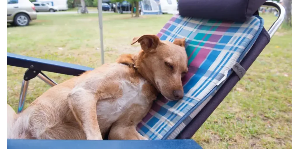 The Top 10 Hervey Bay Dog-Friendly Caravan Parks