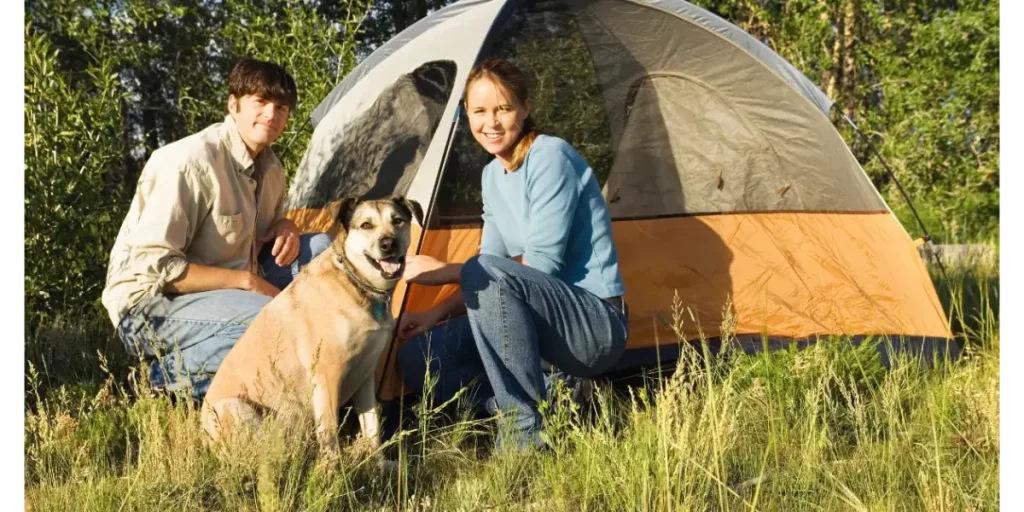 The Top 10 Hervey Bay Dog-Friendly Caravan Parks